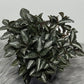 Pilea Silver Tree