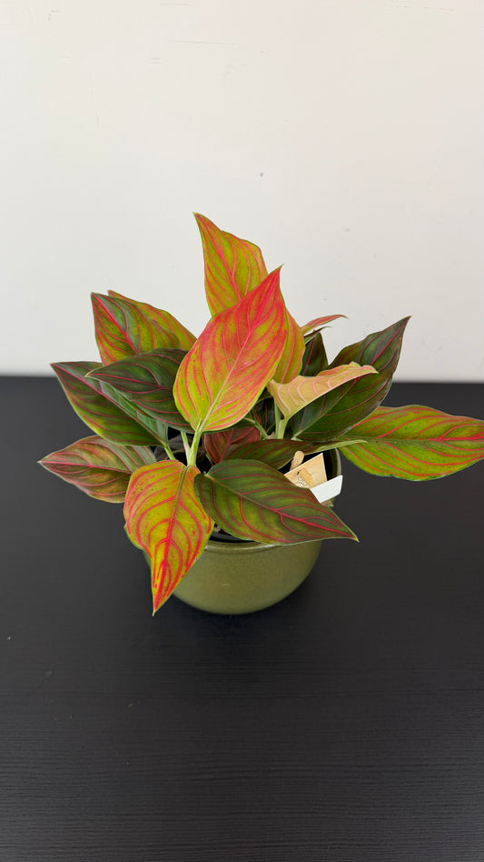 Aglaonema 2