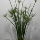 Cyperus
