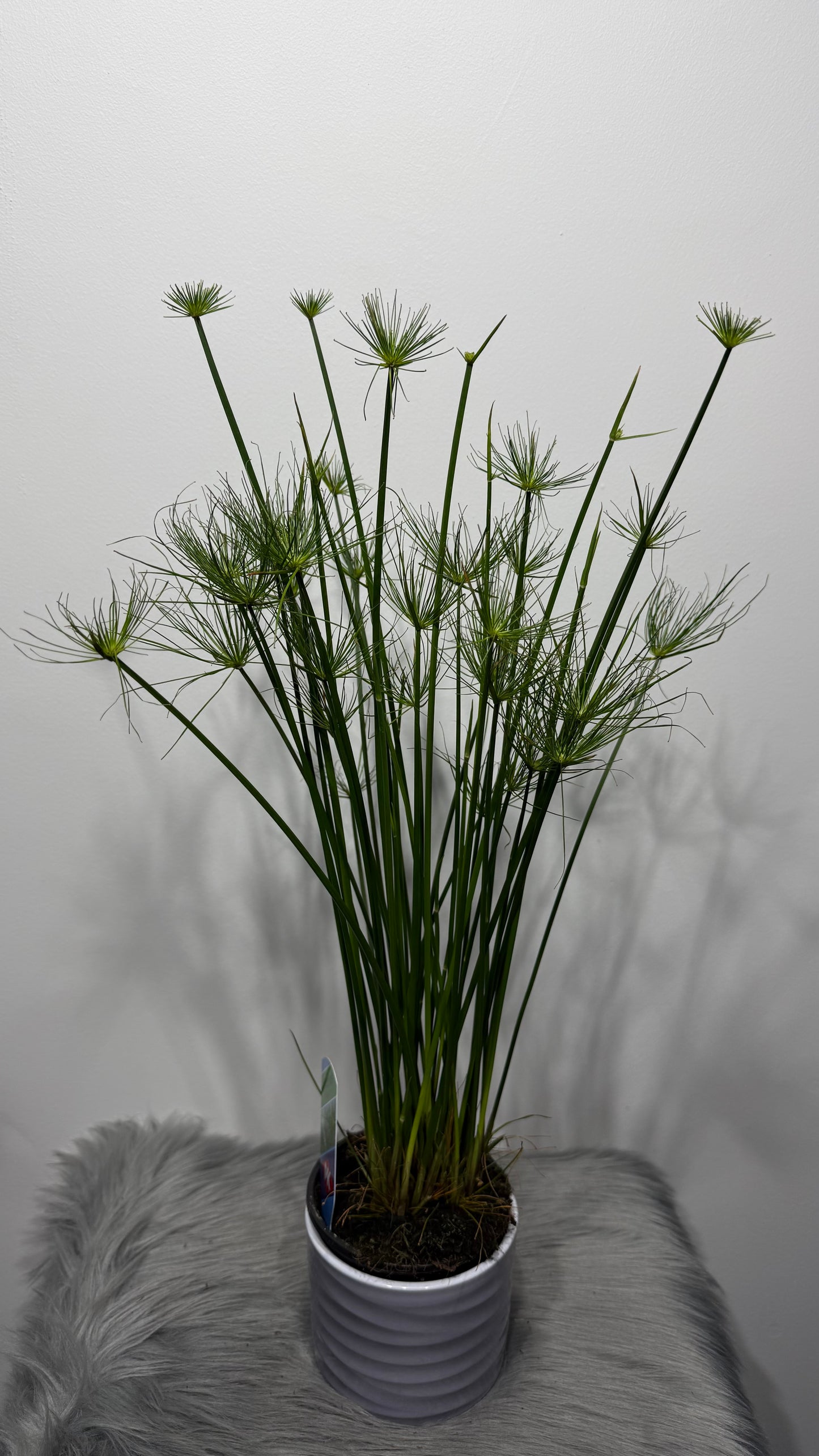 Cyperus