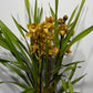 Cymbidium 1