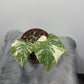 Monstera Thai Constellation 3