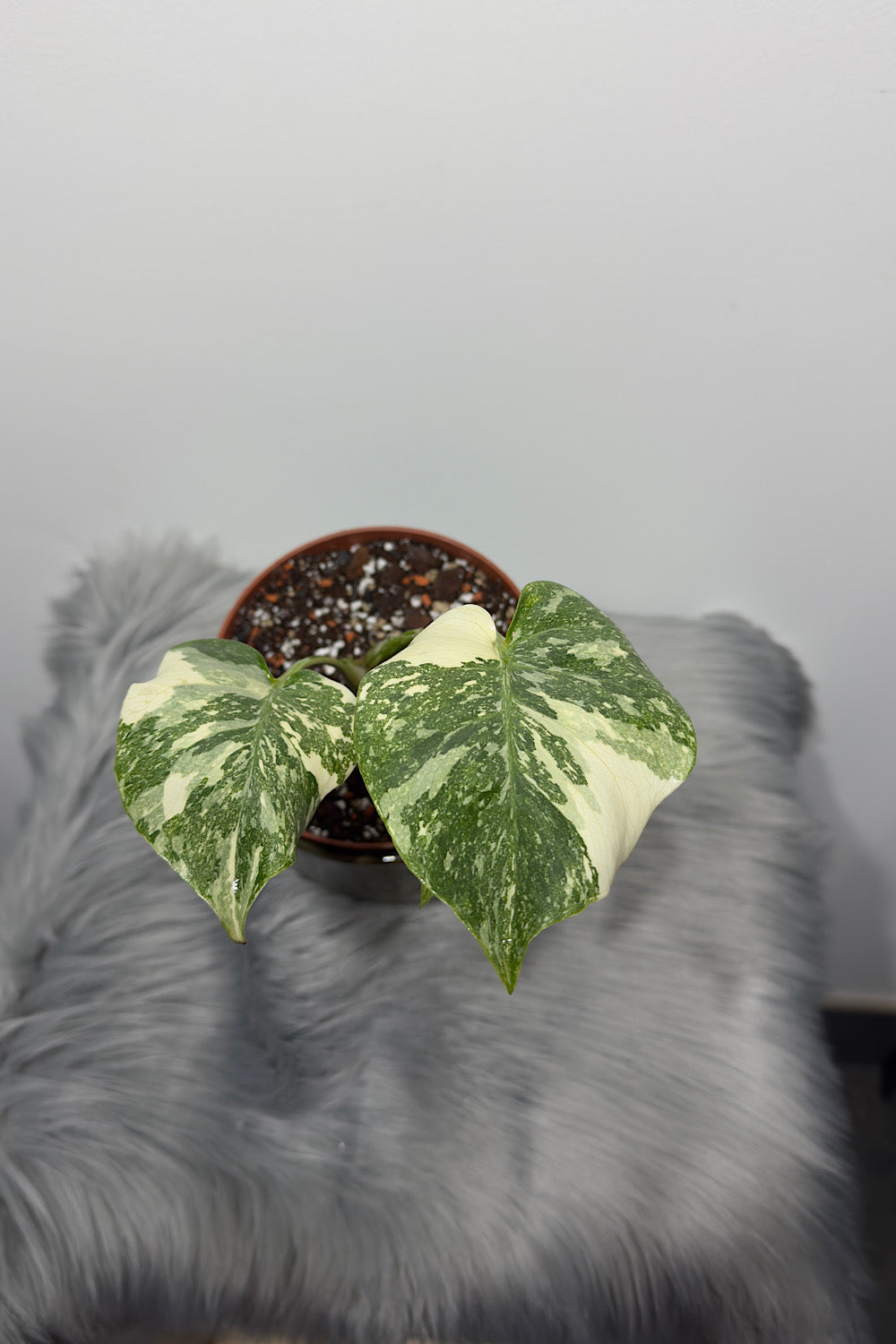 Monstera Thai Constellation 3