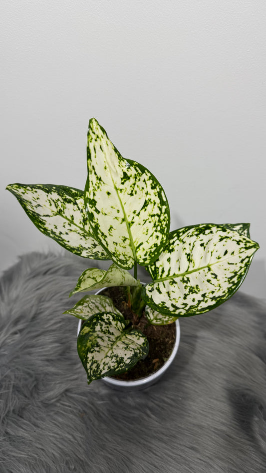 Aglaonema 10