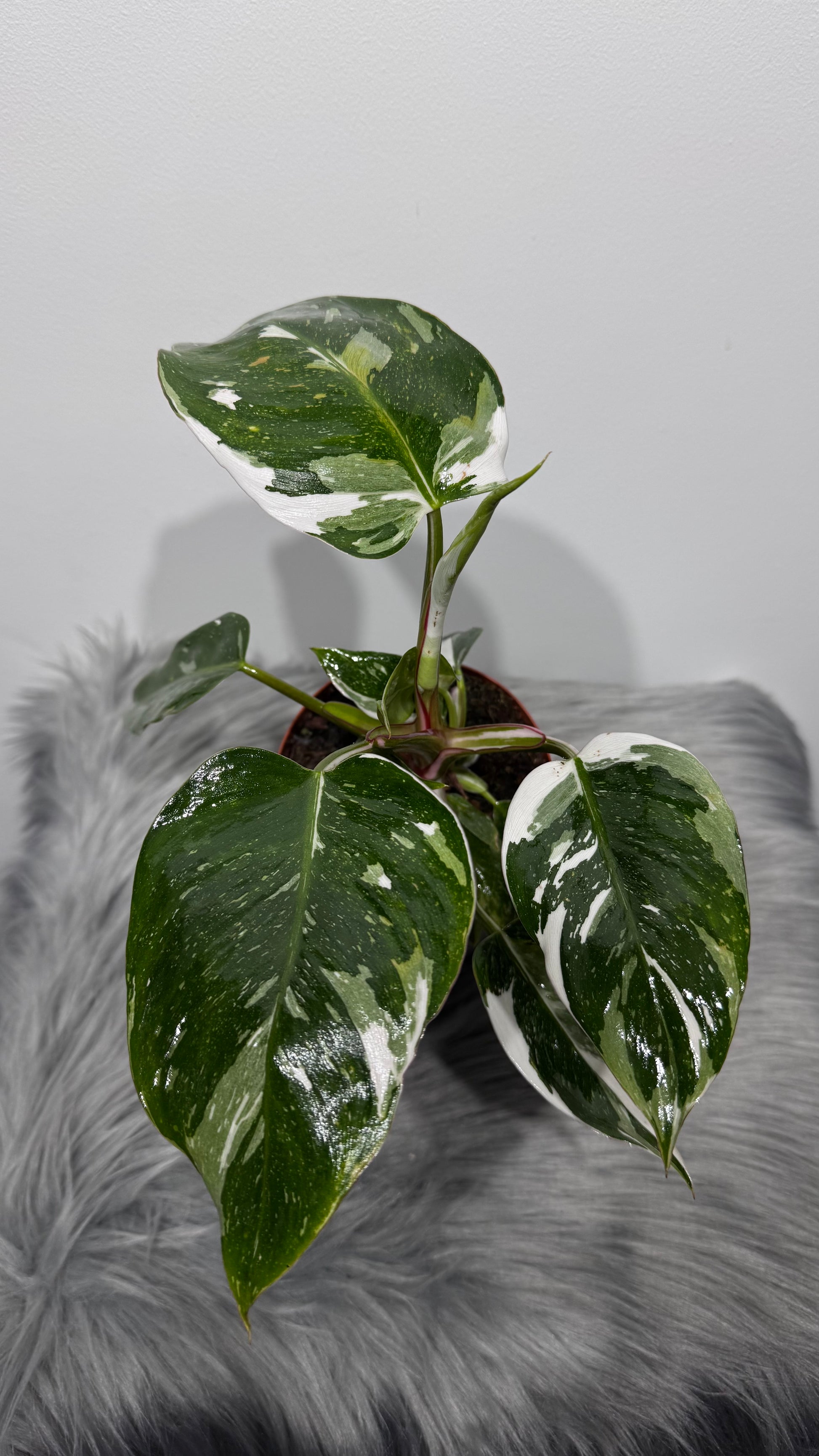white princess philodendron toxic to cats Philodendron 'White Princess' – www.augi-plants.lv