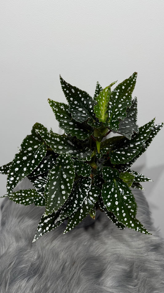 Begonia Maculata