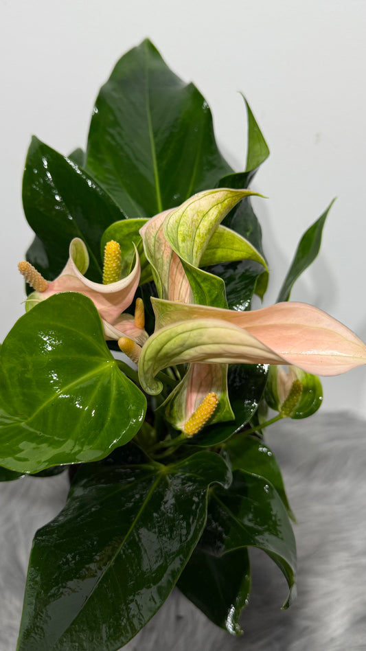Anthurium Beige