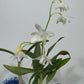 Orhideja Dendrobium Kingeanum SMARŽO!