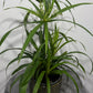 Cyperus