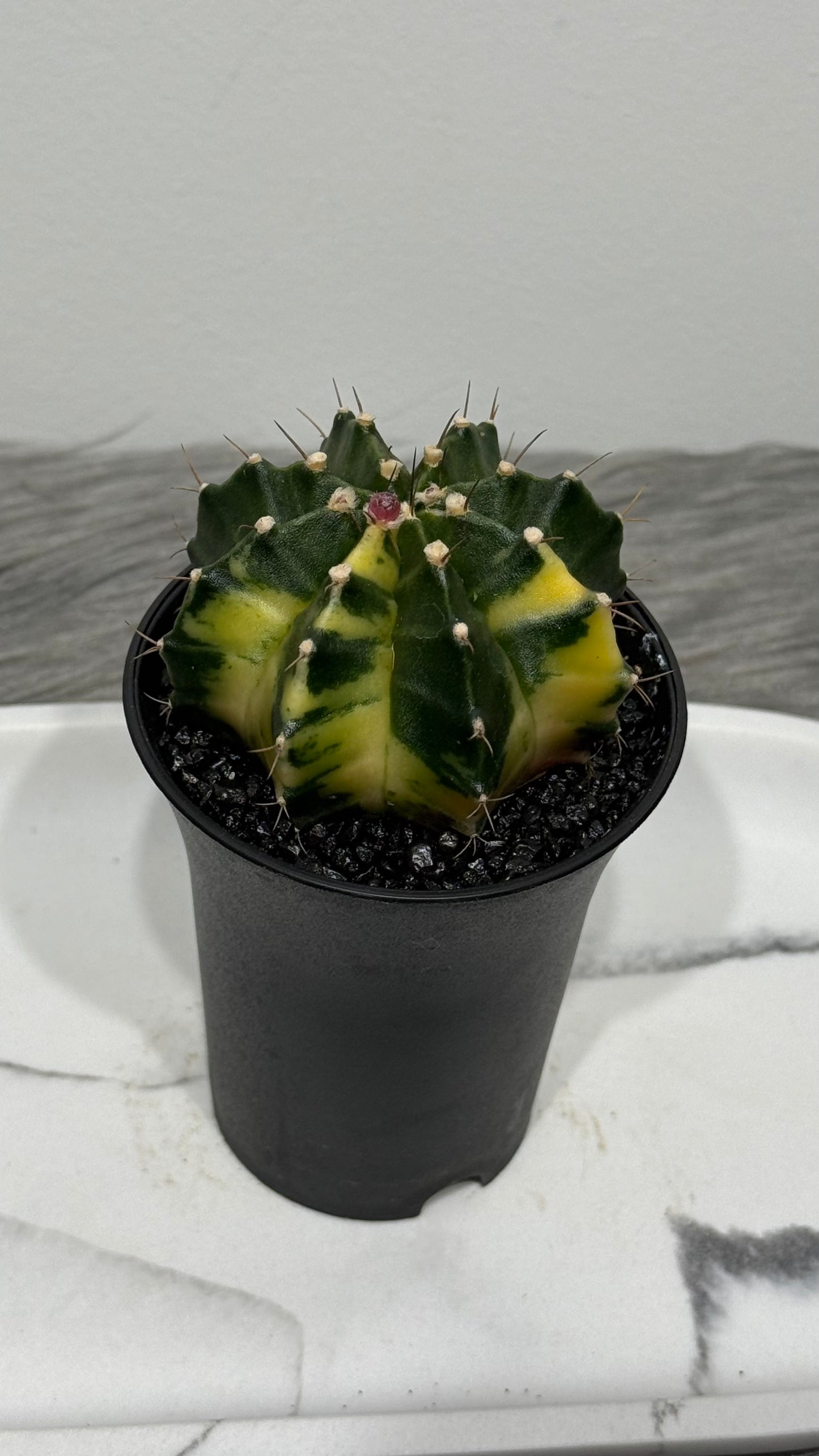 Gymnocalycium mihanovichii variegata
