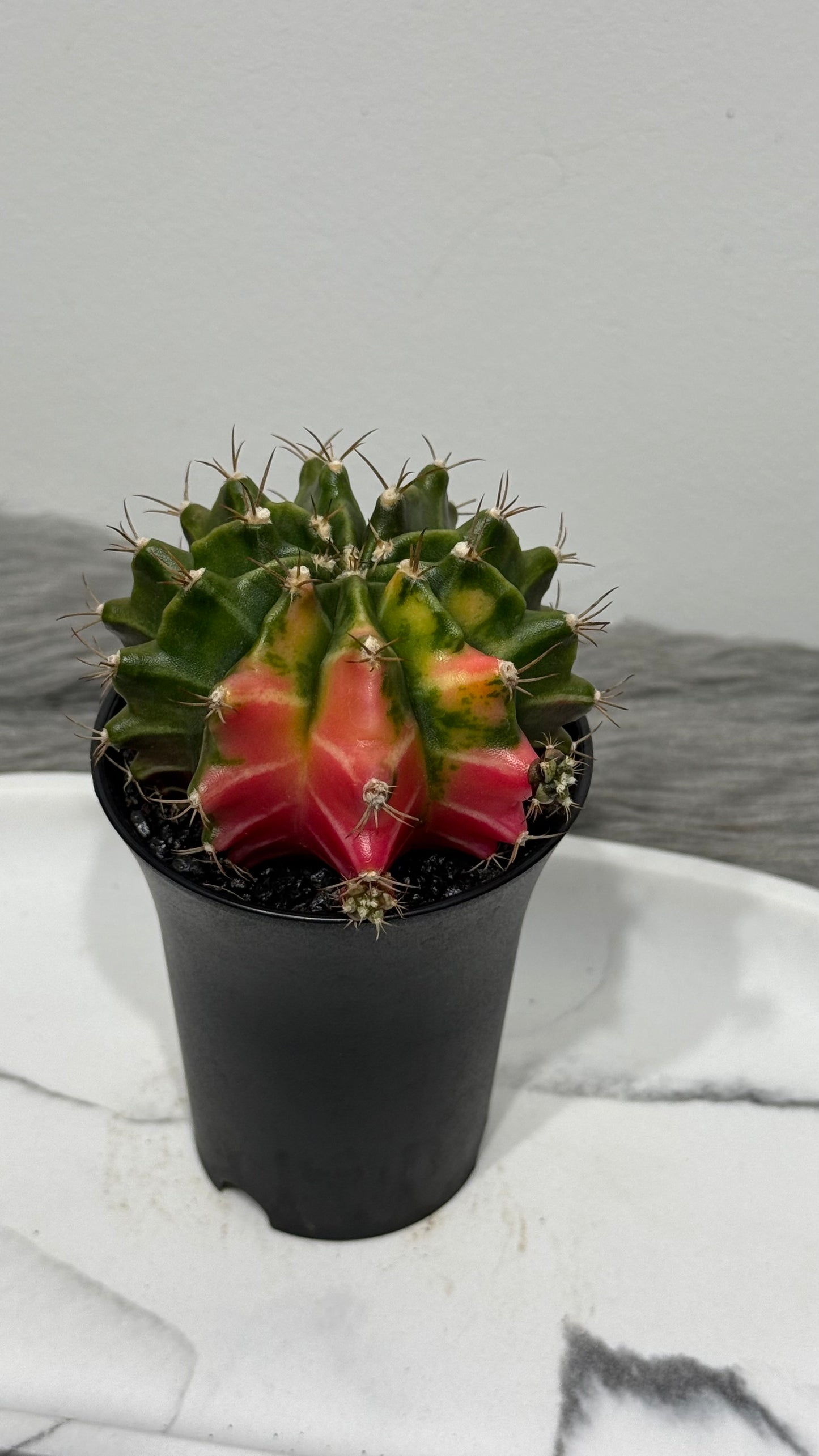 Gymnocalycium mihanovichii variegata