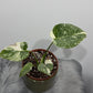 Monstera Thai Constellation 2