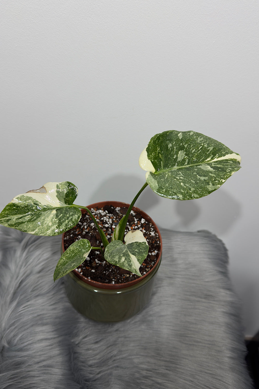 Monstera Thai Constellation 2