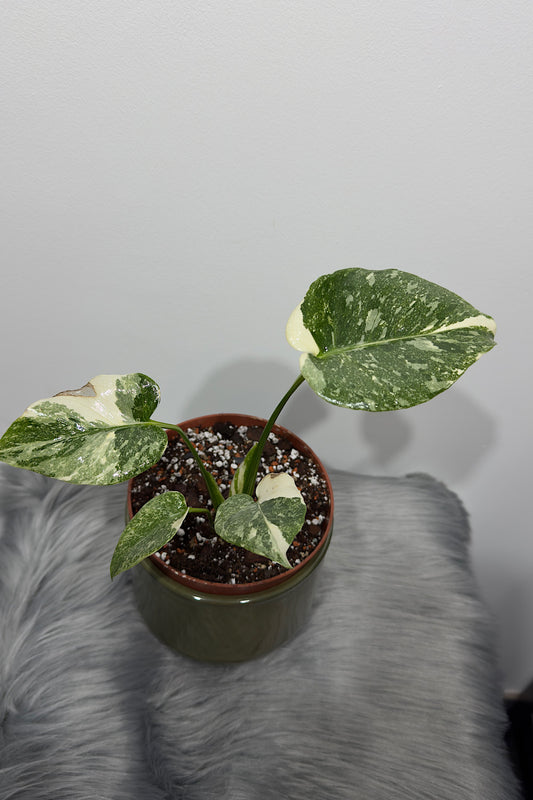 Monstera Thai Constellation 2
