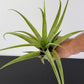Tillandsia Air plant Capitata XL