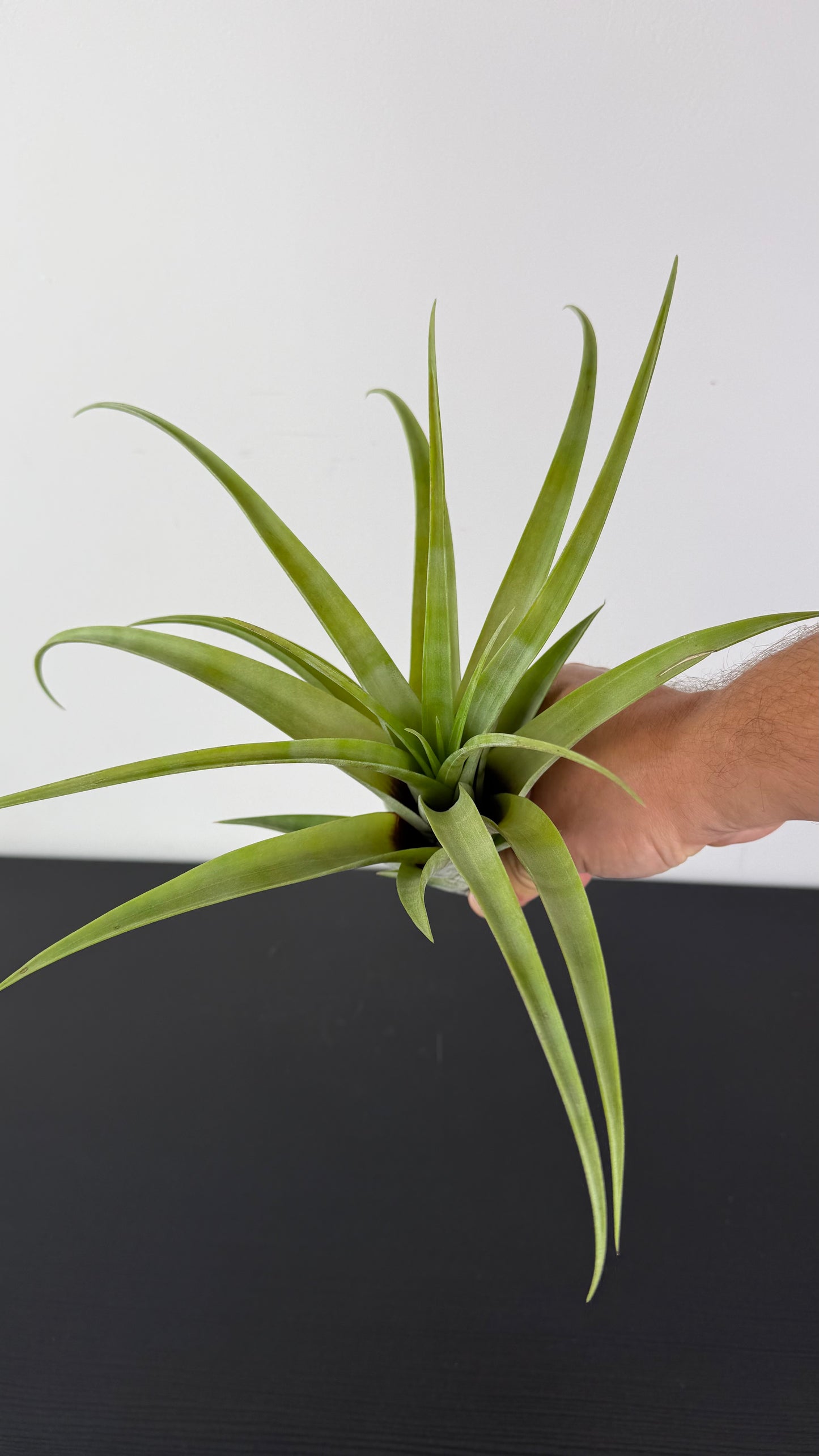 Tillandsia Air plant Capitata XL