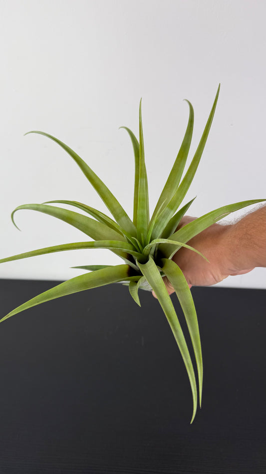 Tillandsia Air plant Capitata XL