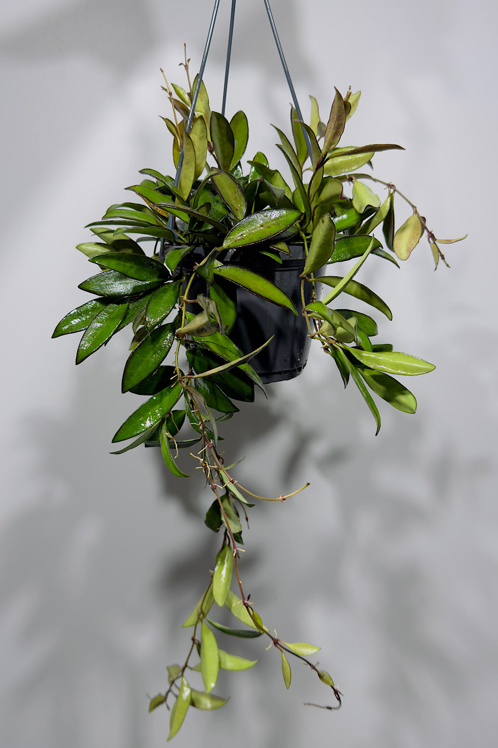 Hoya 'Rosita'