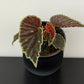 Begonia darthvaderiana Green Spots
