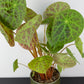 Begonia phuthoensis