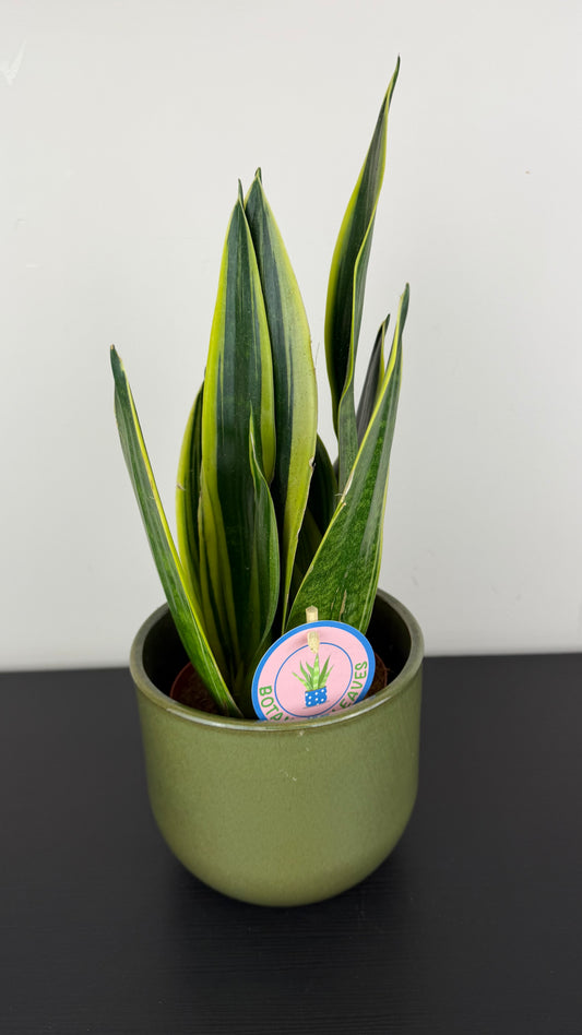 Sansevieria Canary