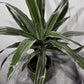 Dracaena Warneckei