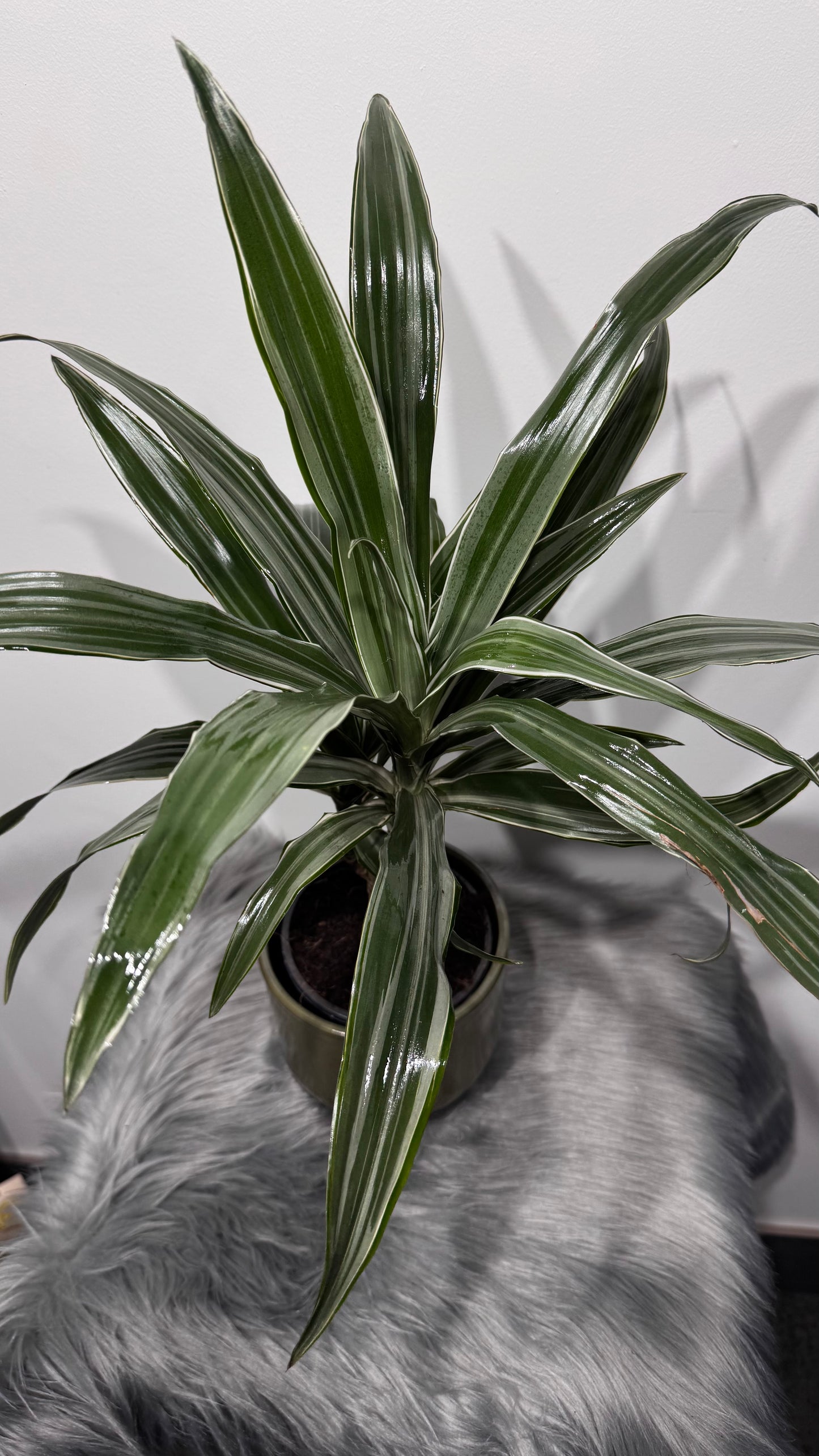 Dracaena Warneckei