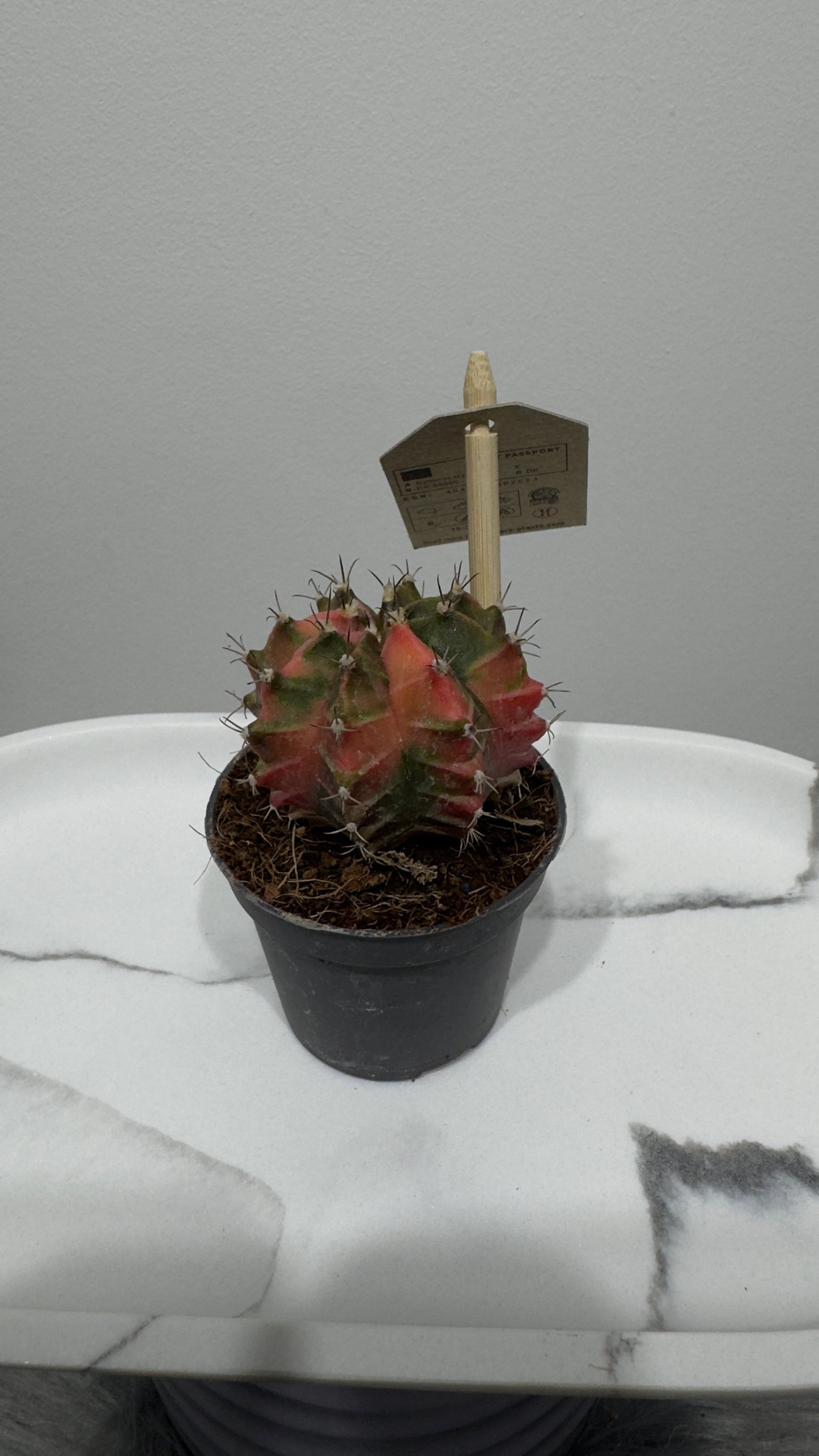 Gymnocalycium mihanovichii variegata