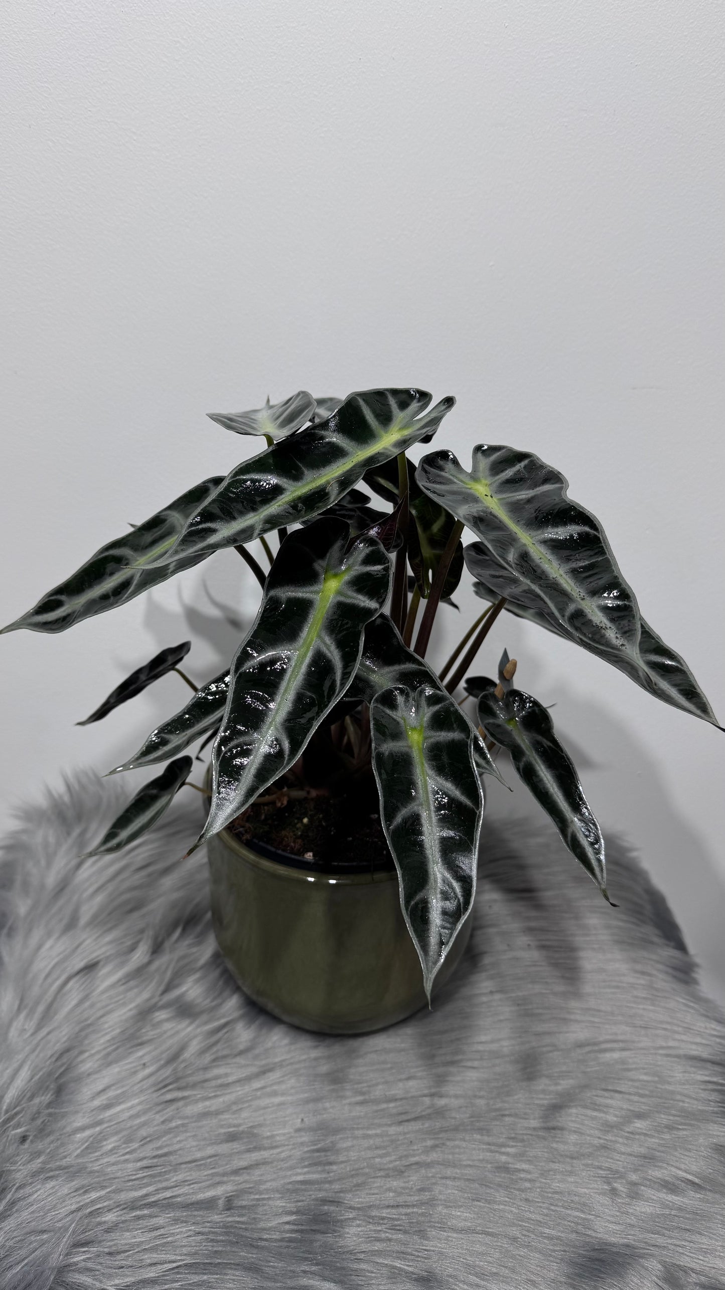 Alocasia Bambino Arrow