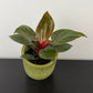 Philodendron Birkin Pink