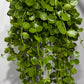 Dischidia Nummularia