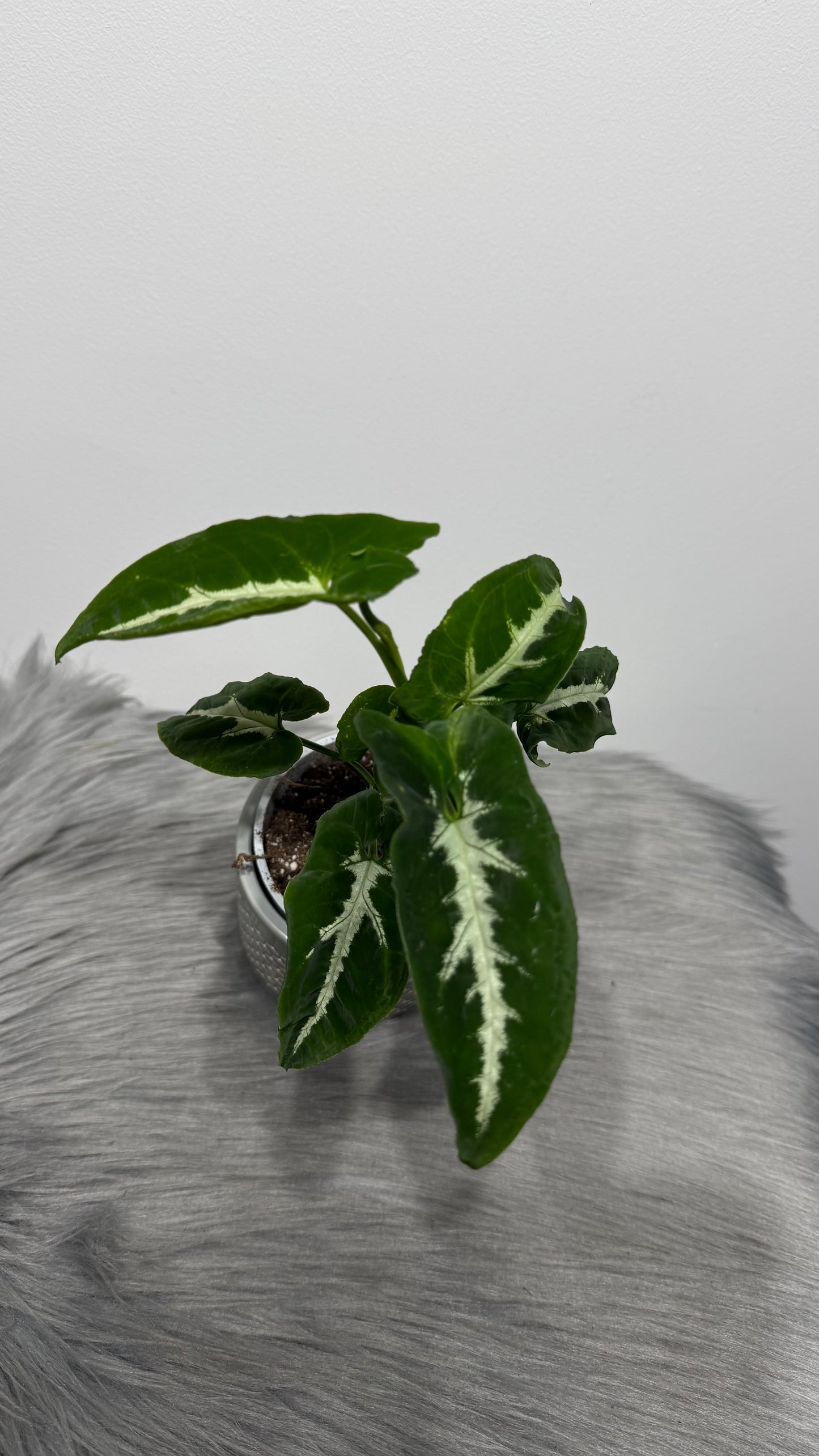 Syngonium Wendlandii