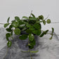 Hoya Mathilde Splash