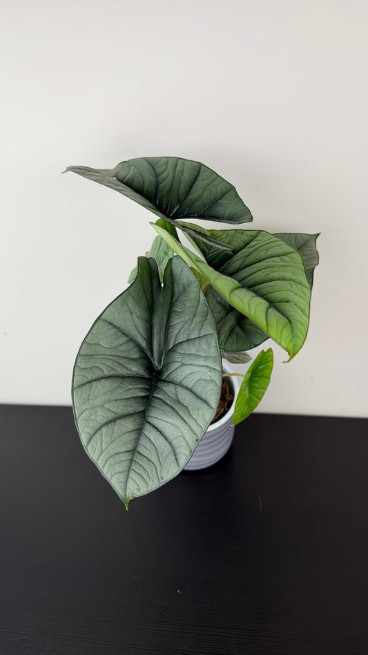 Alocasia Platinum