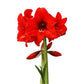 Hippeastrum Top choise