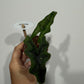 Alocasia Jacklyn