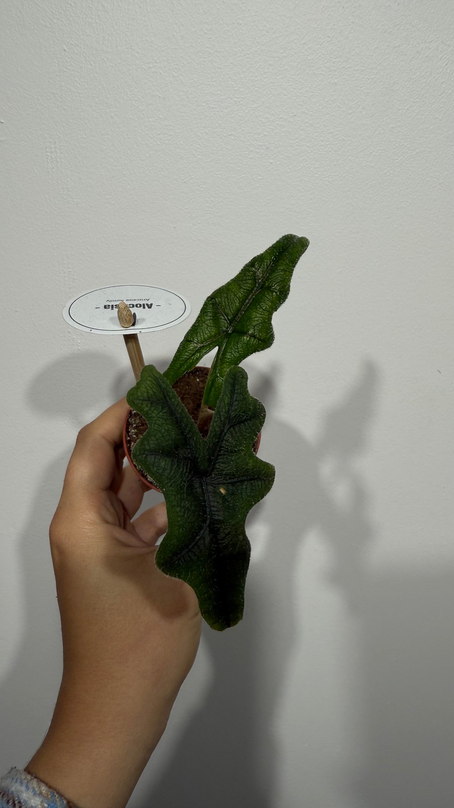 Alocasia Jacklyn
