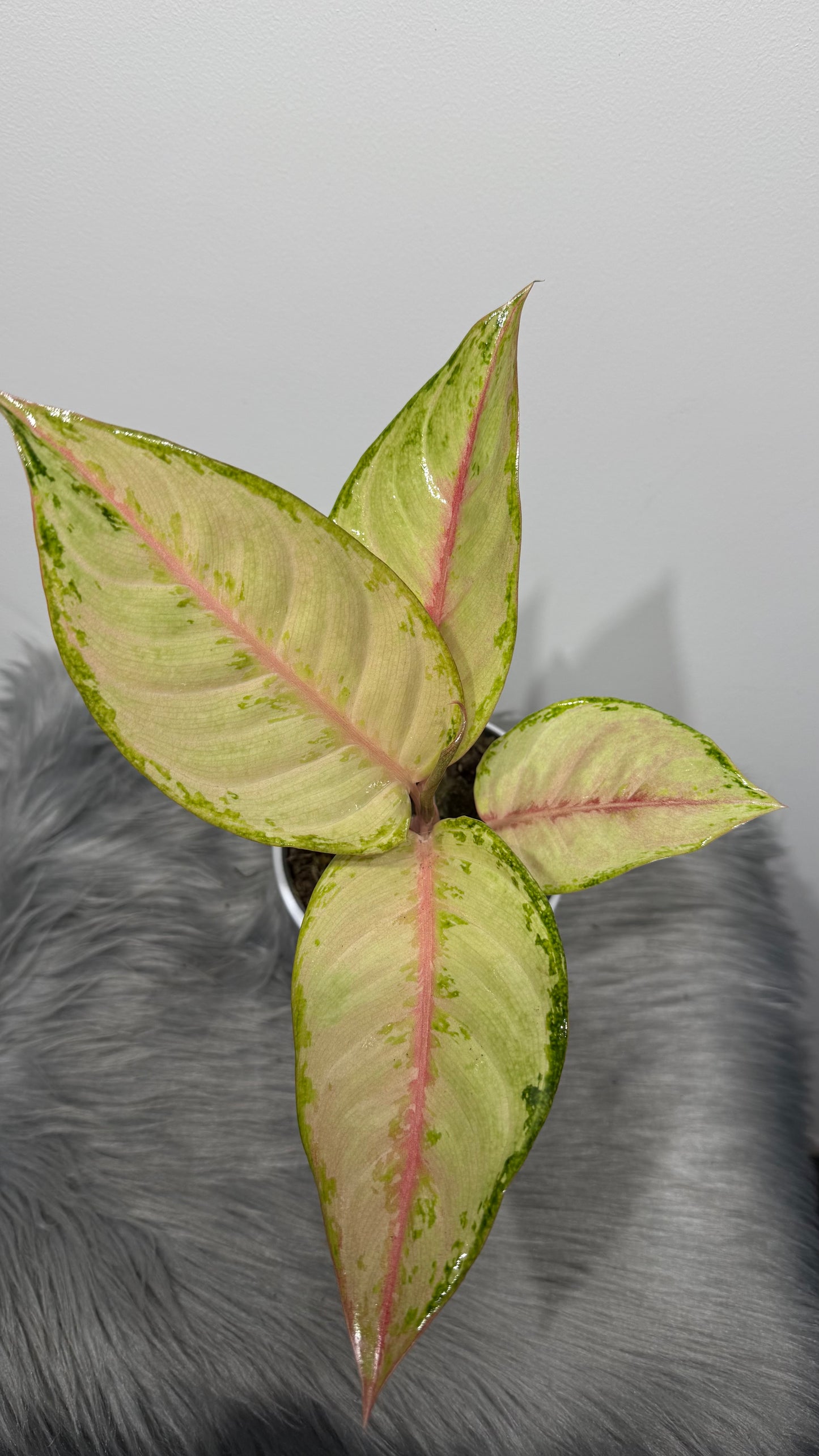 Aglaonema 7