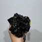 Begonia Rex 6