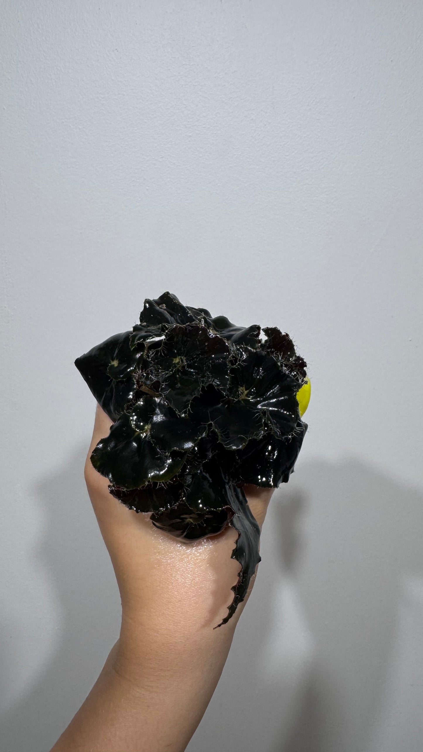 Begonia Rex 6