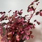 Oxalis Vulcano Pink