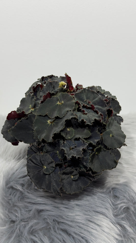 Begonia Dark Mamba