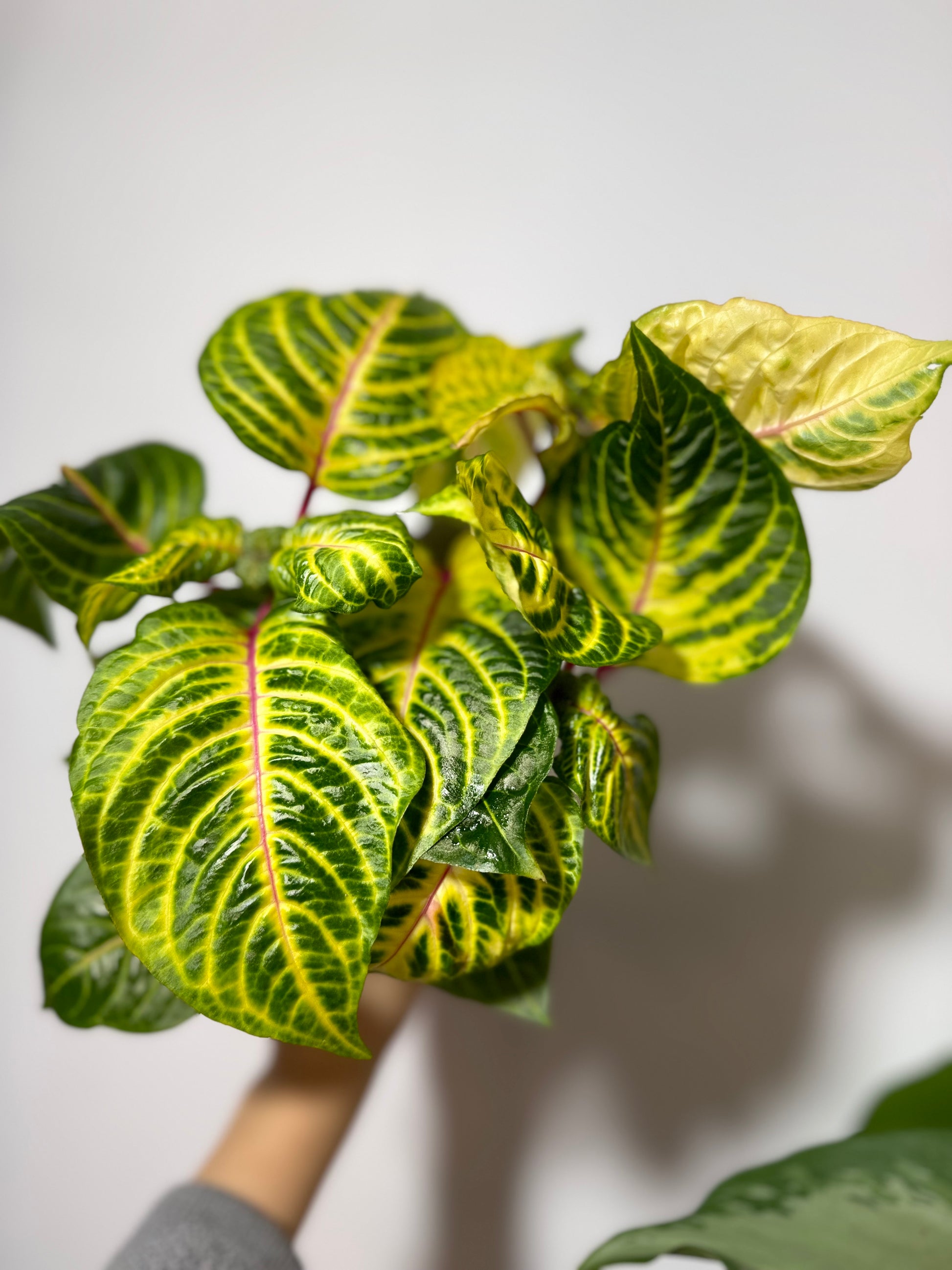 Iresine herbstii Rich Goldstar - www.augi-plants.lv