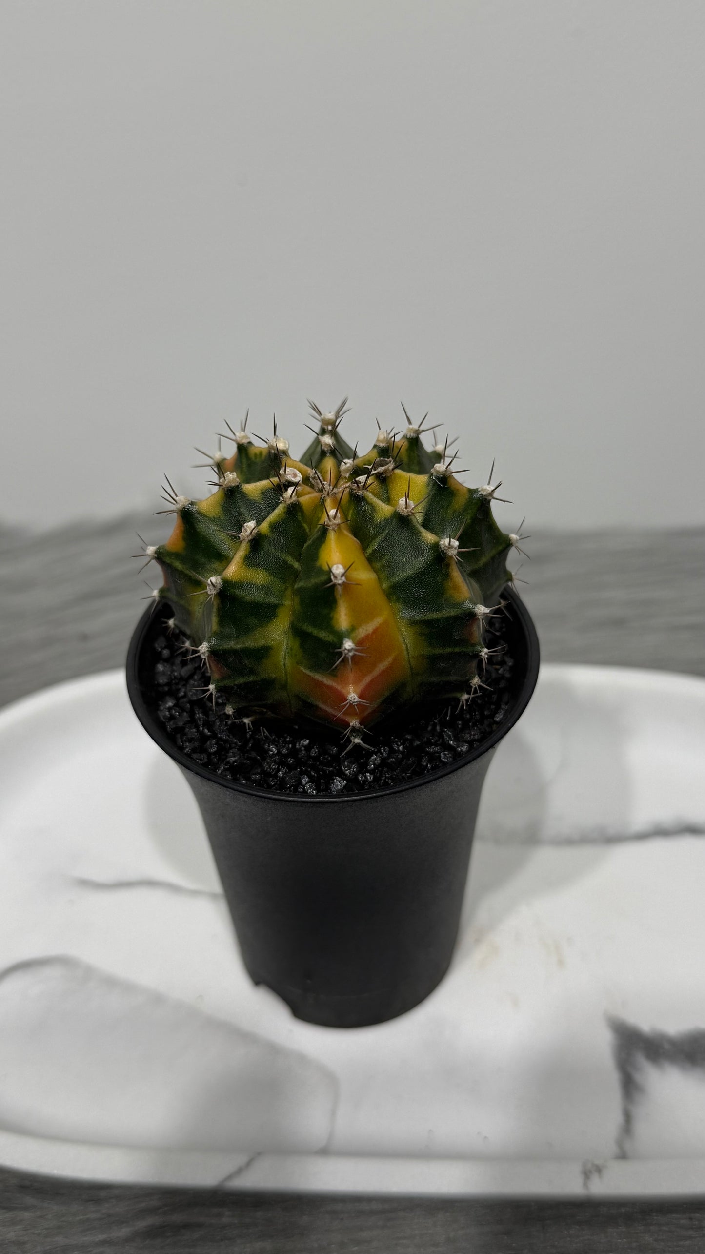 Gymnocalycium mihanovichii variegata