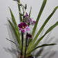 Orhideja Miltoniopsis 3