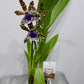 Orhideja Zygopetalum Louisendorf SMARŽO!