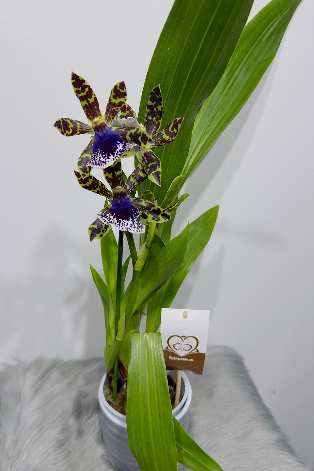 Orhideja Zygopetalum Louisendorf SMARŽO!