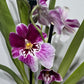 Orhideja Miltoniopsis 3