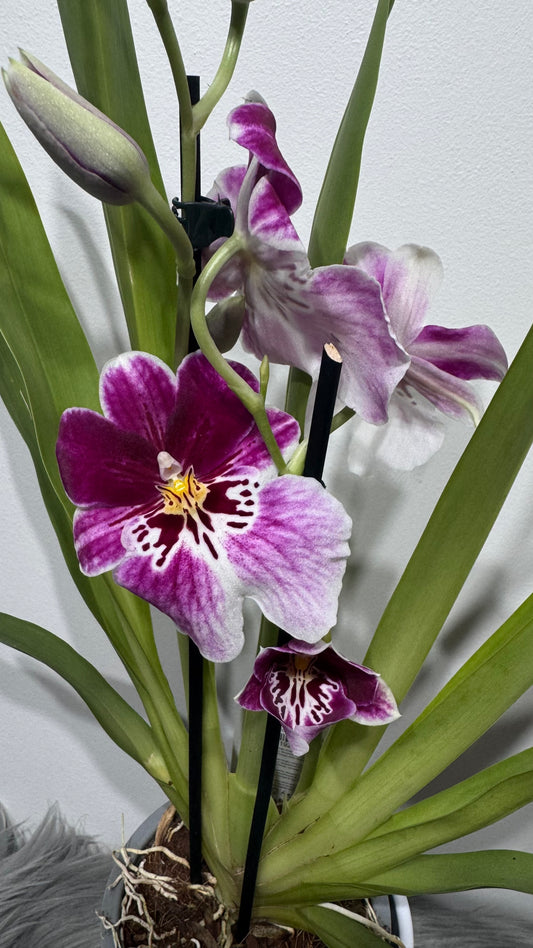 Orhideja Miltoniopsis 3