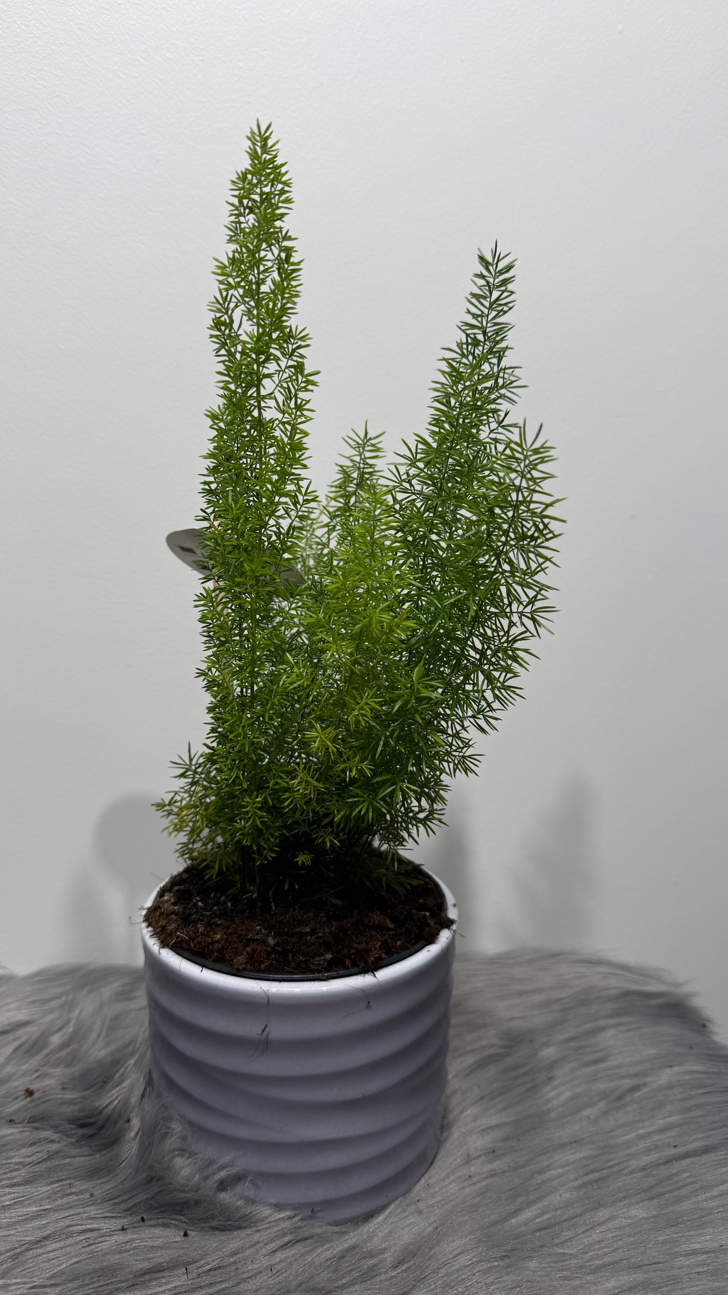 Asparagus Densiflorus